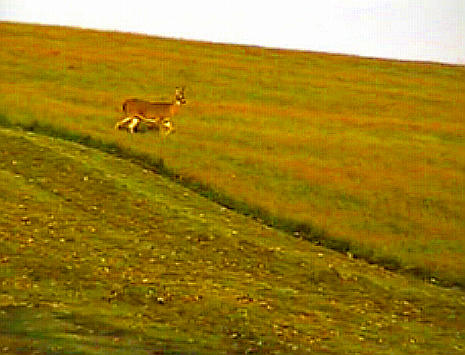 Deer at Valley Forge