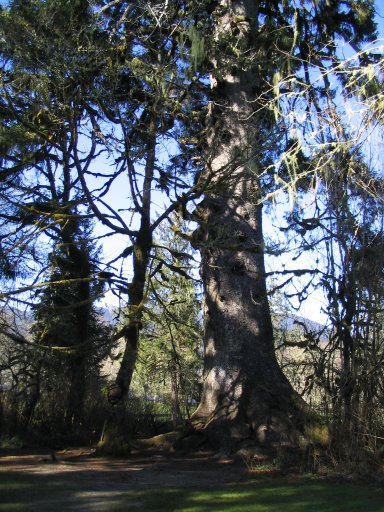 Photo Large Spruce Tree