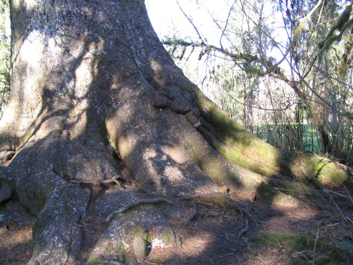 Photo Large Spruce Tree